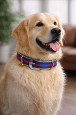 Traditional Ghungroo Dog Collar with four Bells Set Of Two – Desi Safety Collar for Guard, Indie & Temple Dogs - Image 2