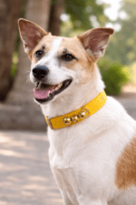 Yellow traditional ghungroo dog collar with four brass bells, designed for Indie and guard dogs, placed on a white background