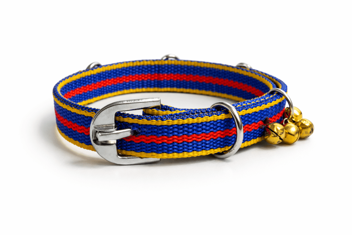 A tricolor beagle wearing a blue, red, and yellow nylon dog collar with small gold bells, photographed outdoors in soft natural light.