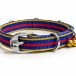 A tricolor beagle wearing a blue, red, and yellow nylon dog collar with small gold bells, photographed outdoors in soft natural light.