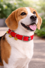 ghungroo dog collar with heavy duty nylon strap and metal bells, worn by Indian indie guard dog for night safety and alert